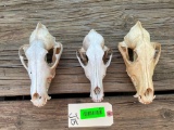 3 lg. to XXlg. Coyote skulls, all teeth, 7 to 8 inches long,, 3 1/2 to 4 inches wide great hunting
