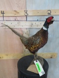 Pheasant on Base TAXIDERMY