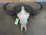 Cape Buffalo Skull 37.5