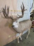 Lifesize Mule Deer *No Base & Reproduction Atlers* TAXIDERMY