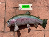 Rainbow Trout, NEW-in-BOX TAXIDERMY Repro. 14 inches long, great nautical decor