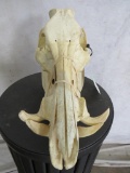 Wild Hog Skull TAXIDERMY