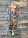 2 NEW, fresh tanned HUGE Coyote hides/skins/ Excellent winter fur, 57 & 60 inches long, Taxidermy