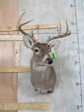 WHITETAIL SH MT TAXIDERMY