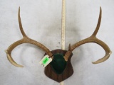 Whitetail Rack on Plaque TAXIDERMY
