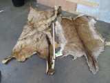 2 Elk Hide Pieces (ONE$) TAXIDERMY