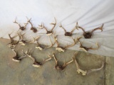 14 Whitetail Antlers on Skull Caps (one $)