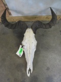 Coke's Hartebeest Skull TAXIDERMY