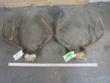 2 Mule Deer Racks (2x$) TAXIDERMY