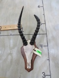 Blesbok W/Deformed Horn Skull on Plaque TAXIDERMY