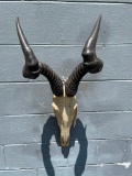 African, RED Hartebeest Skull, all teeth, Great, oddity Taxidermy decor, excellent condition
