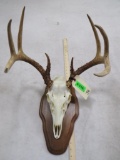 Whitetail Skull on Plaque TAXIDERMY