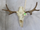 Moose Skull TAXIDERMY