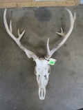 Whitetail Skull TAXIDERMY