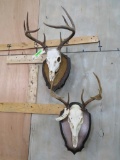 2 Whitetail Skulls on Really Nice Plaques (2x$) TAXIDERMY