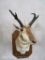 Pronghorn Sh Mt on Plaque TAXIDERMY
