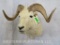 Dall Sheep Sh Mt TAXIDERMY