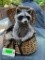 Raccoon, playing in a Fishing creel, Cute, New Taxidermy, 14 1/2 inches tall, X 15 inches wide great