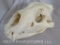XL Lion Skull *TX RES ONLY* TAXIDERMY