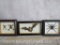 Flying Arrow Frogs in Display, Bat in Display & Tarantula in Display (3x$)