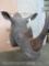 WHITE RHINO W/REAL SKIN & REAL HORN *TX RES ONLY* TAXIDERMY