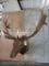 XL Elk Sh Mt TAXIDERMY