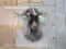 Goat Sh Mt TAXIDERMY