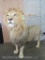 Amazing Freestanding Lifesize Lion *TX RES ONLY* TAXIDERMY