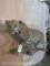 Really Nice Lifesize Leopard on Limb *TX RES ONLY* TAXIDERMY