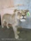 Beautiful Freestanding Lifesize Lioness *TX RES ONLY* TAXIDERMY