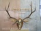 Elk Skull on Plaque TAXIDERMY