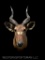 Rare, African, Sitatunga Antelope Taxidermy sho. mt. horns are 22 inches long X 12 inches wide at ti