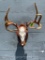 Beautiful, 9 pt. Texas W/Tail deer Skull on a custom, walnut wood display, great log cabin-lodge tax