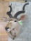 Kudu Sh Mt TAXIDERMY