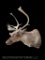 Pretty little Reindeer taxidermy, Sho. mount 9 X 8 = 17 point antlers, 23 inches wide, - 44 inches t