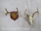 Whitetail Skull and Whitetail Antlers on Plaque (2x$)