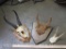 Springbok Skull and 2 Whitetail Antlers on Skull Plates (one $)