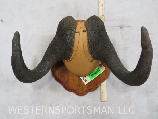 Black Wildebeest Horns on Plaque TAXIDERMY