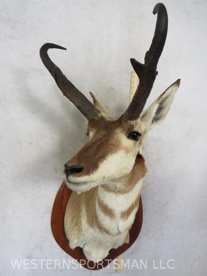 PRONGHORN SH MT ON PLAQUE TAXIDERMY