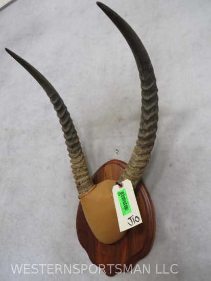 Mounted Waterbuck Horns on Plaque TAXIDERMY