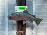 Beautiful, Repro. Rainbow Trout taxidermy mount 