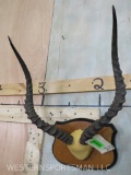 Mounted Impala Horns on Plaque TAXIDERMY