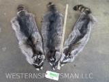 3 Raccoon Hides (ONE$) TAXIDERMY