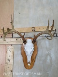 Nice Whitetail Skull on Plaque TAXIDERMY