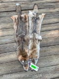2 NEW, fresh tanned, large, soft, Coyote hides/skins/ Excellent winter fur, 53inches long, Taxidermy