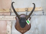 Pronghorn Horns on Plaque TAXIDERMY