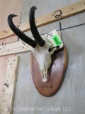 Chamois Skull on Plaque TAXIDERMY