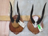 2 Sets of Mounted Bushbuck Horns (2x$) TAXIDERMY