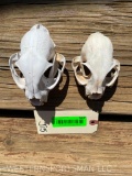 Xlg. Alaskan LYNX skull ( 5 1/2 X 3 1/2 ) & lg. Texas BOBCAT skull ( 4 1/2 X 3 1/4 ) ALL teeth, grea