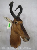 RED HARTEBEEST SH MT TAXIDERMY